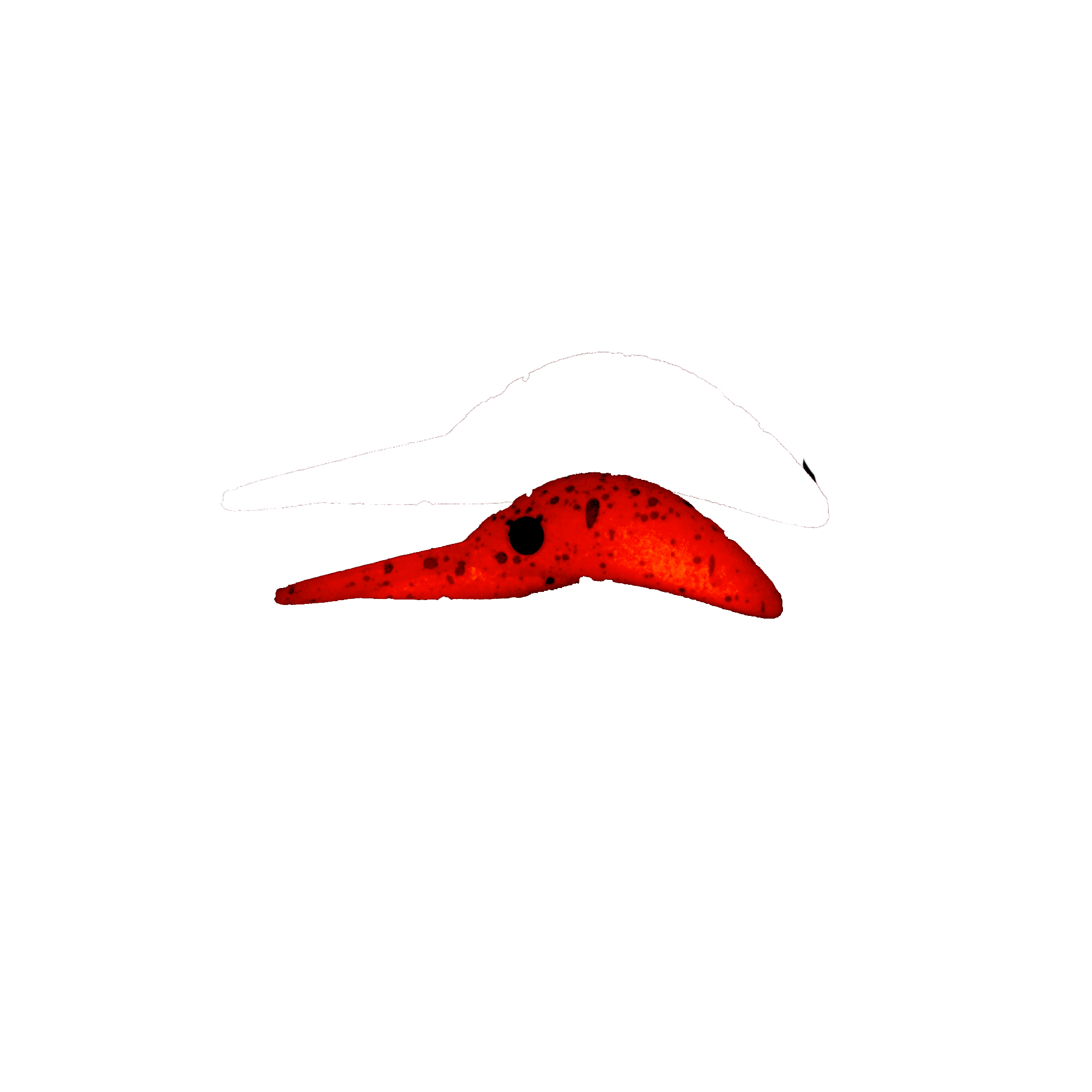 Esche-rigide-hard-bait-crankbait-herakles-aleca-27-super-slow-sinking-84-green-glow-red-lurefishing-planet-negozio-pesca-online-fishing-shop-trout-area-pescare-trota.